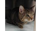 Adopt LOLA a Brown Tabby Domestic Shorthair / Mixed (short coat) cat in Derwood