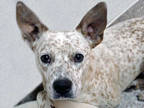 Adopt PEPPER* a Red/Golden/Orange/Chestnut Australian Cattle Dog / Mixed dog in