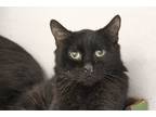 Adopt NOEL a All Black Domestic Shorthair / Mixed (short coat) cat in Tucson