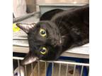 Adopt Onyx a All Black Domestic Shorthair / Domestic Shorthair / Mixed cat in