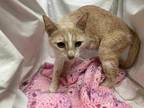 Adopt CALLIOPE a Orange or Red Tabby Domestic Shorthair / Mixed (short coat) cat