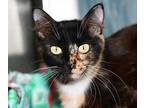 Adopt Mushka a All Black Domestic Mediumhair / Domestic Shorthair / Mixed cat in