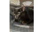 Adopt Riddick a All Black Domestic Shorthair / Domestic Shorthair / Mixed cat in