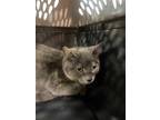 Adopt Rosie a All Black Domestic Shorthair / Domestic Shorthair / Mixed cat in
