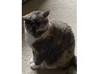 Adopt Charlie a Calico or Dilute Calico Domestic Mediumhair / Mixed cat in