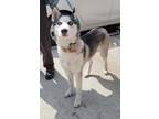 Adopt Deon a Gray/Blue/Silver/Salt & Pepper Husky / Mixed dog in Brooklyn