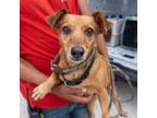 Adopt Kriss Kross a Brown/Chocolate Mixed Breed (Small) / Mixed dog in Leander
