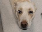 Adopt PEPITA a White Siberian Husky / Mixed dog in Denver, CO (34679182)