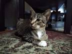 Adopt Karl a Brown Tabby American Shorthair / Mixed (short coat) cat in Chicago