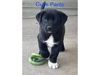 Adopt Cutie Pants Talbot a Black - with White Hound (Unknown Type) / Labrador