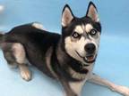 Adopt Oliver a Black Husky / Mixed dog in Woodbury, MN (34670602)