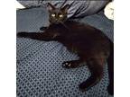 Adopt Moors a All Black American Shorthair / Mixed (short coat) cat in Laurel
