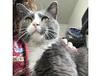 Adopt Lil Grey a Gray or Blue Domestic Shorthair / Mixed cat in Eureka Springs