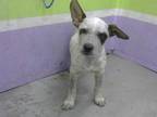 Adopt TARZAN a White - with Black Australian Cattle Dog / Mixed dog in Houston