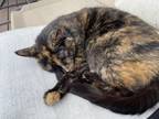 Adopt Ripley a Tortoiseshell Domestic Shorthair / Mixed (short coat) cat in Cold
