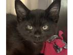 Adopt Kal-El a Domestic Longhair / Mixed cat in Birmingham, AL (34678818)