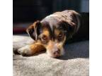 Adopt Rocket a Brown/Chocolate - with White Jack Russell Terrier / Terrier