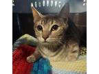 Adopt Violet a Gray or Blue Domestic Shorthair / Mixed cat in Las Vegas
