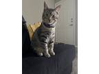 Adopt Coop a Brown Tabby American Shorthair / Mixed (short coat) cat in Dallas