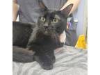 Adopt Chance a All Black Domestic Shorthair / Mixed cat in Jacksonville