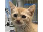 Adopt Bixby a Orange or Red Domestic Shorthair / Mixed cat in Jacksonville