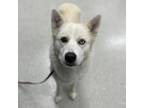 Adopt Minski a White Husky / Mixed dog in Indianapolis, IN (34679088)