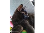 Adopt Wookie a All Black Domestic Mediumhair / Mixed (medium coat) cat in