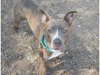 Adopt Munchie a American Pit Bull Terrier / Mixed dog in Escondido