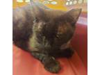 Adopt Atticus a All Black Domestic Mediumhair / Mixed cat in Las Vegas