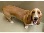 Adopt Jeffrey a Red/Golden/Orange/Chestnut - with White Basset Hound / Mixed dog