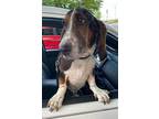 Adopt Tumble a Tricolor (Tan/Brown & Black & White) Basset Hound / Mixed dog in