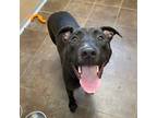 Adopt Dax a Labrador Retriever / Mixed dog in Des Moines, IA (34678880)