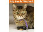 Adopt Annabelle a Domestic Shorthair / Mixed cat in Oakland, CA (34678875)