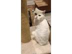 Adopt Brave a White British Shorthair (medium coat) cat in Fairfax