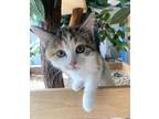 Adopt Gypsy a Domestic Shorthair / Mixed (short coat) cat in Heber