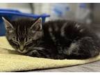 Adopt Mars a Domestic Mediumhair / Mixed cat in Raleigh, NC (34678766)