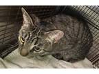 Adopt CHARLOTTE a Brown Tabby Domestic Shorthair / Mixed (short coat) cat in Los