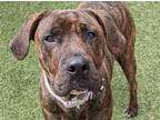 Adopt SADIE a Brindle Plott Hound / Mixed dog in St. Louis, MO (34296561)
