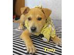 Adopt Tony Westside a Tan/Yellow/Fawn Labrador Retriever / Shepherd (Unknown