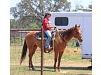 VIDEOGentle and Smooth AQHA Mare