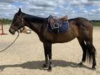 Fancy pleasure mare suitable for English or Western