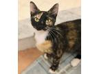 Adopt Tally (loves to be pet!) a Calico or Dilute Calico Domestic Shorthair