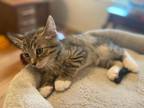 Adopt Robin a Gray, Blue or Silver Tabby Domestic Shorthair (short coat) cat in