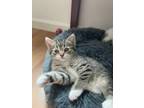 Adopt Fern a Gray, Blue or Silver Tabby Domestic Shorthair (short coat) cat in