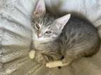 Adopt Leif a Gray, Blue or Silver Tabby Domestic Shorthair (short coat) cat in