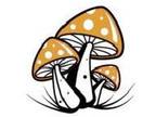 buy psilocybin mushrooms