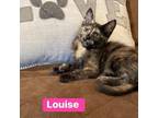 Adopt Louise a Tortoiseshell