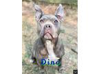 Dino, American Pit Bull Terrier For Adoption In Wenonah, New Jersey
