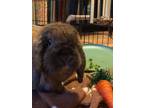 Adopt Carrot a Mini Lop
