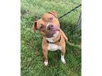 King Crab, American Pit Bull Terrier For Adoption In Richmond, Virginia